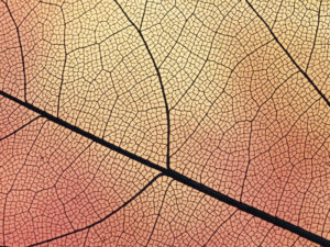 Arte que brota de la naturaleza